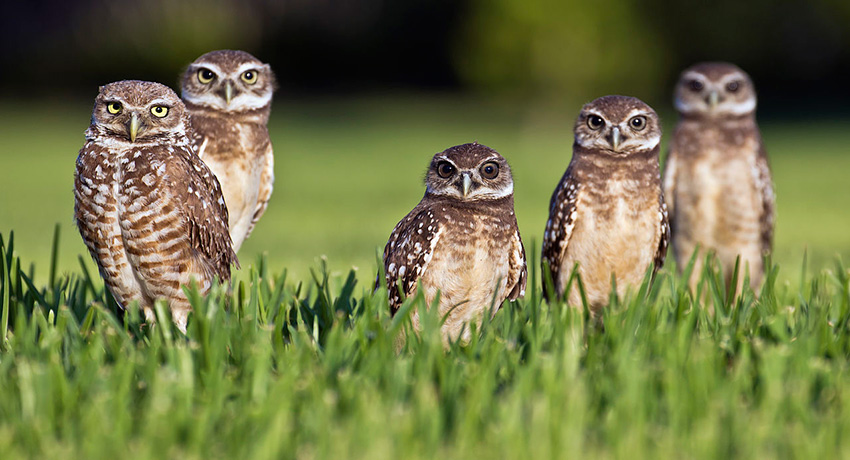 BirdQuest
